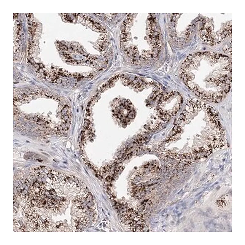Merck Anti-C3orf38 antibody produced in rabbit