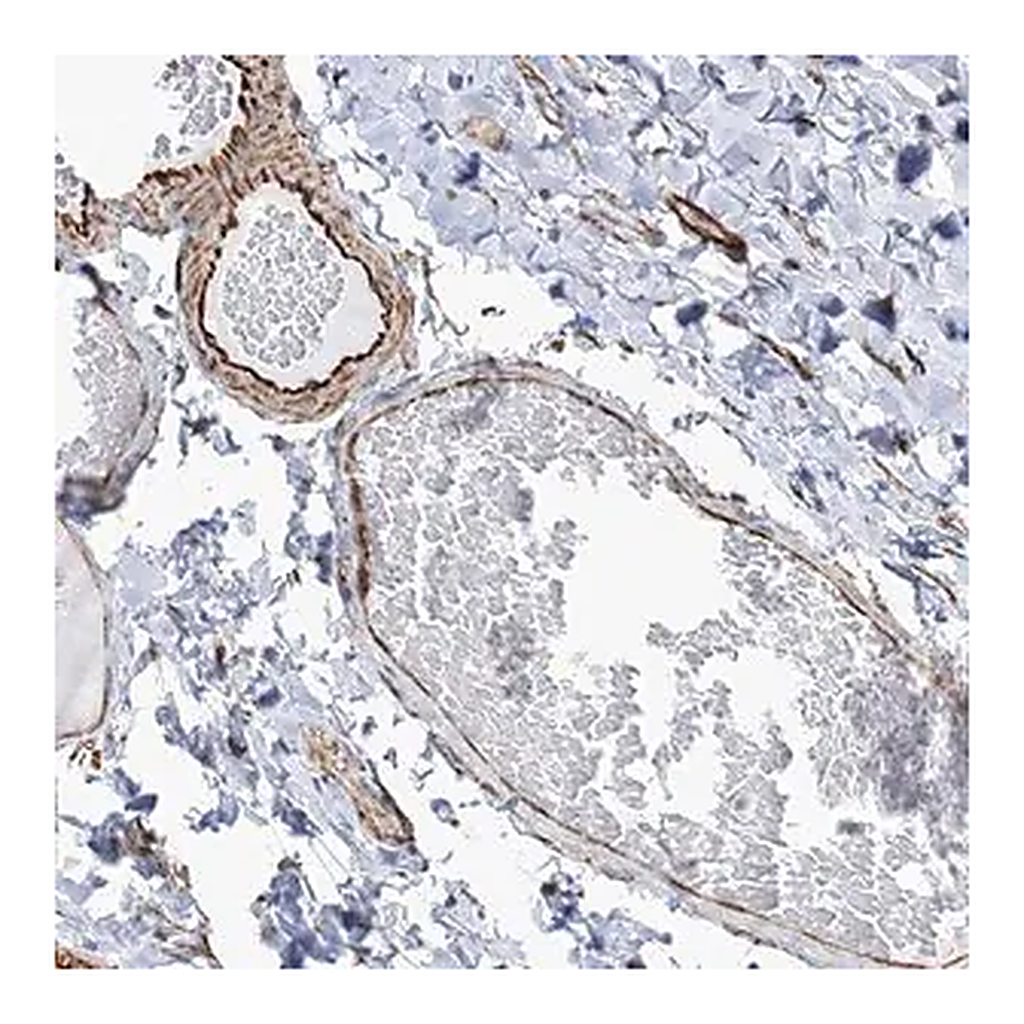 Merck Anti-SCLT1 antibody produced in rabbit