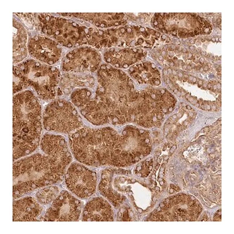Merck Anti-KIAA0232 antibody produced in rabbit