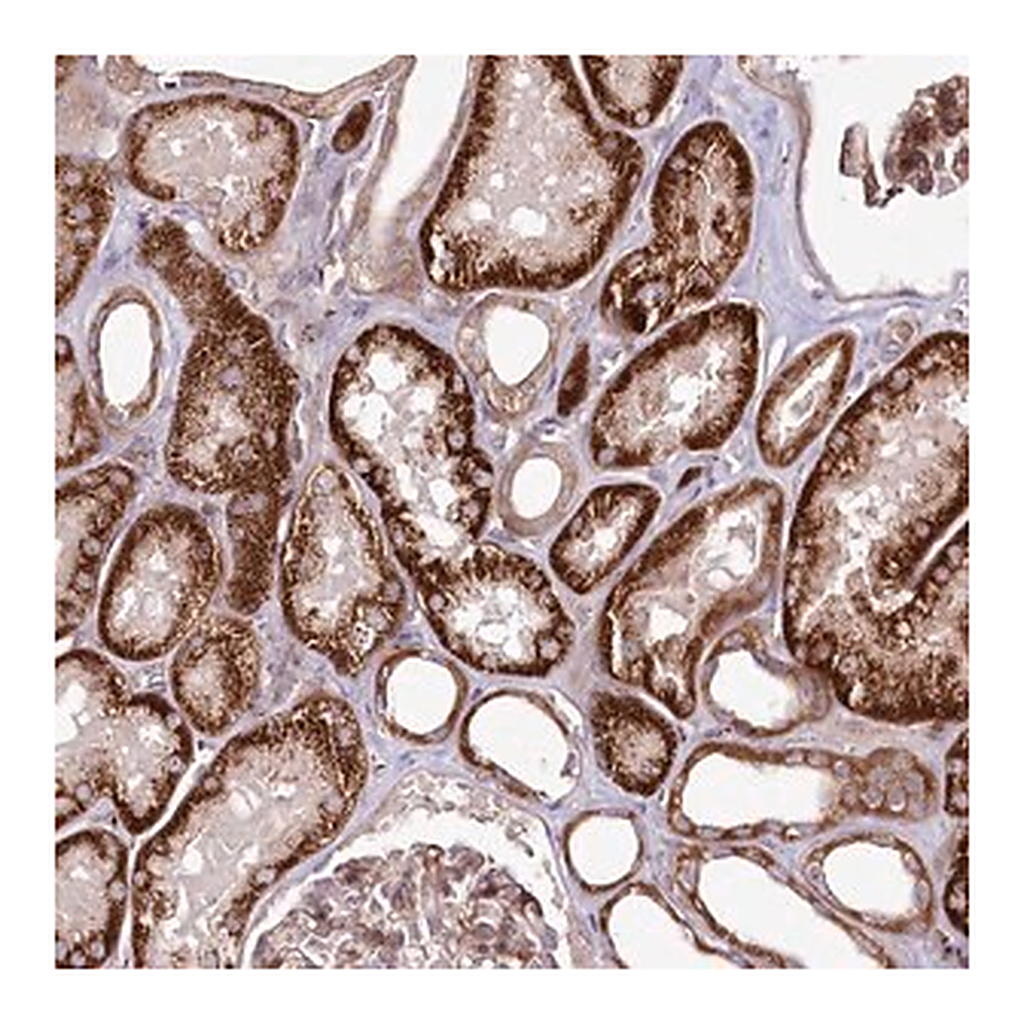 Merck Anti-PSTK antibody produced in rabbit