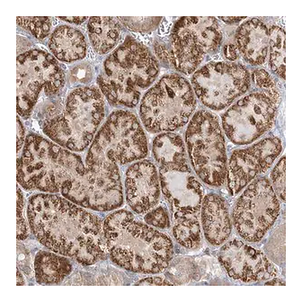 Merck Anti-INPP1 antibody produced in rabbit