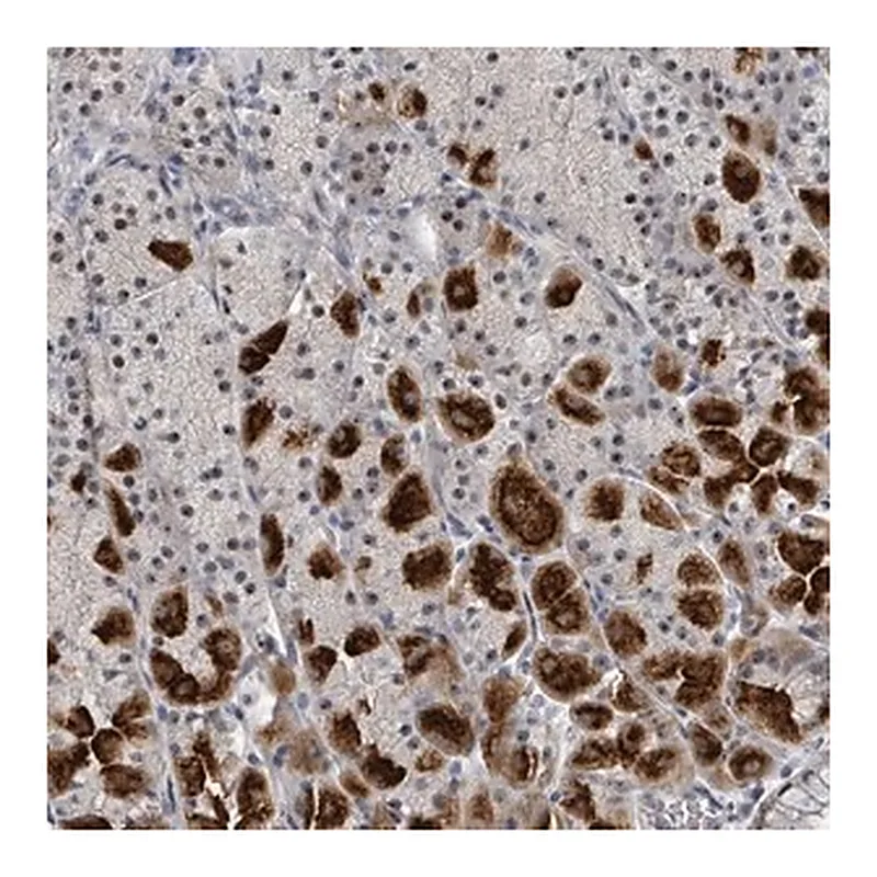 Merck Anti-TRDMT1 antibody produced in rabbit