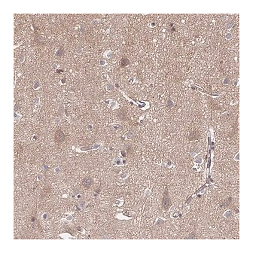 Merck Anti-APBB1 antibody produced in rabbit