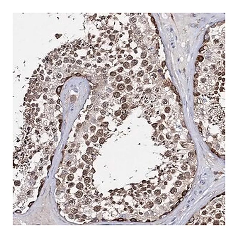 Merck Anti-CFAP46 antibody produced in rabbit