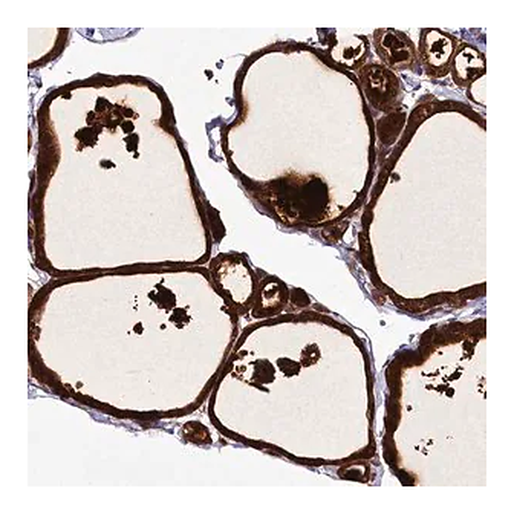 Merck Anti-ZC3H12C antibody produced in rabbit