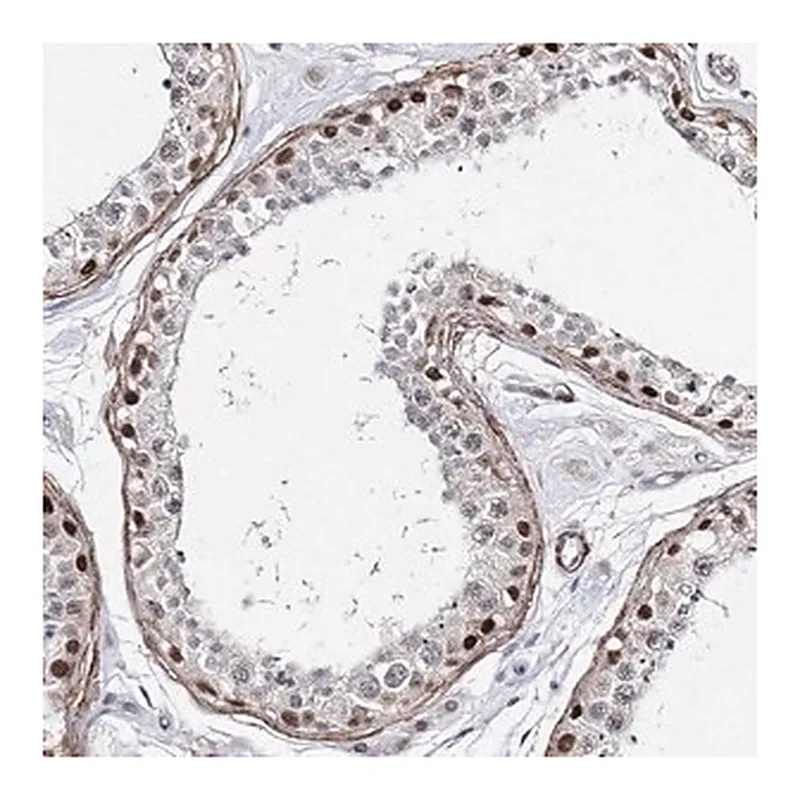 Merck Anti-CFAP46 antibody produced in rabbit