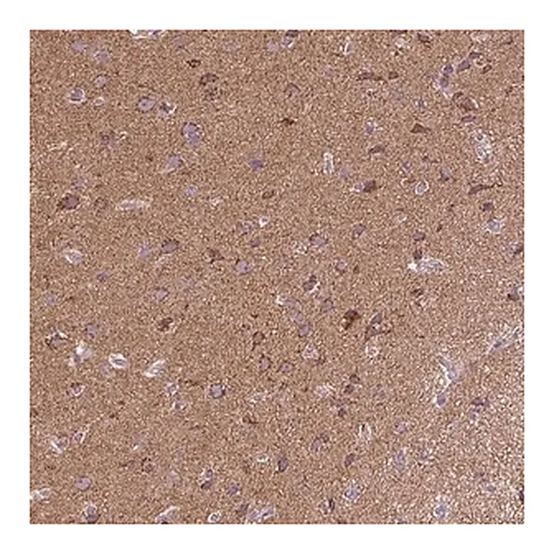 Merck Anti-MAPK11 antibody produced in rabbit