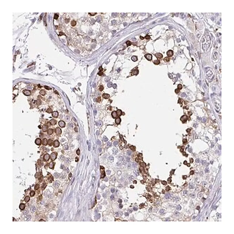 Merck Anti-CLGN antibody produced in rabbit