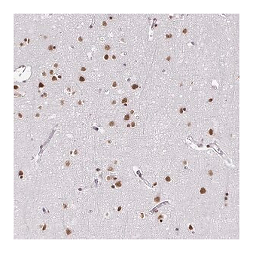 Merck Anti-HNRNPU antibody produced in rabbit
