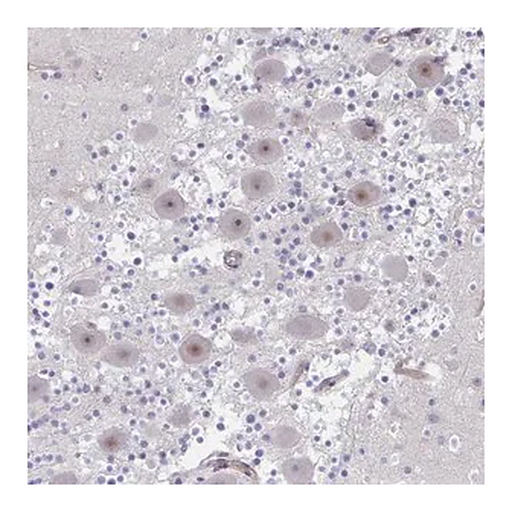 Merck Anti-CENPQ antibody produced in rabbit