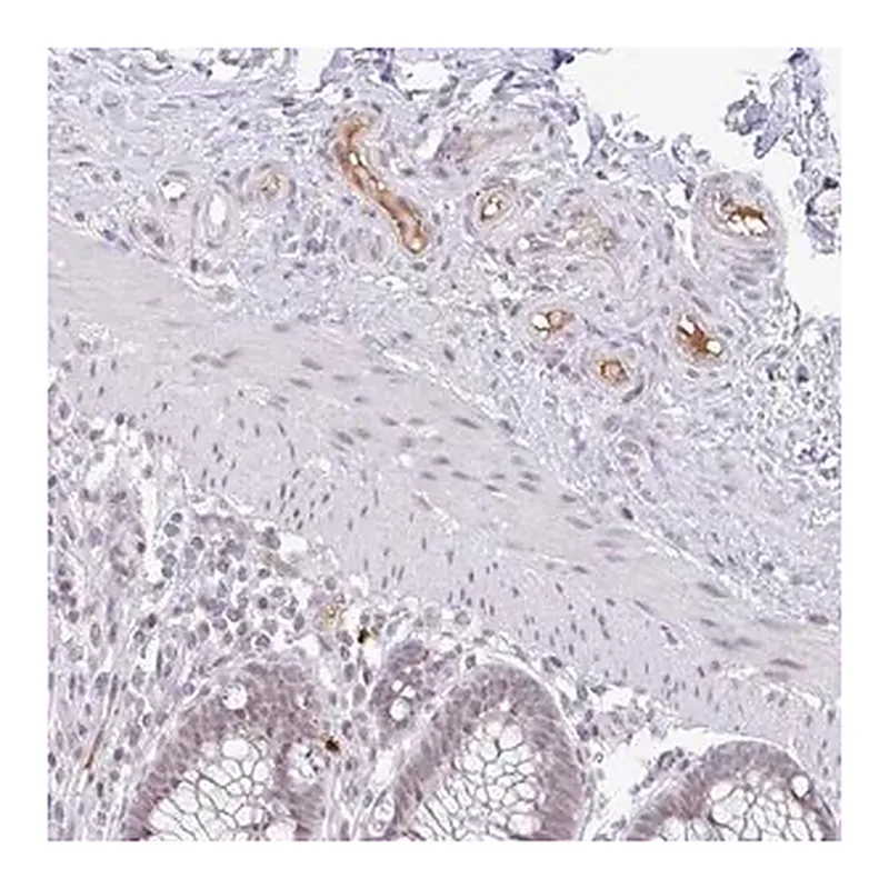 Merck Anti-PLG antibody produced in rabbit