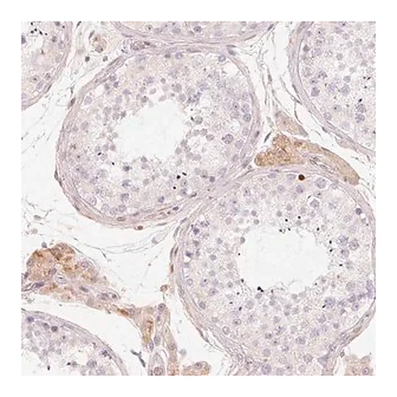 Merck Anti-CFHR2 antibody produced in rabbit
