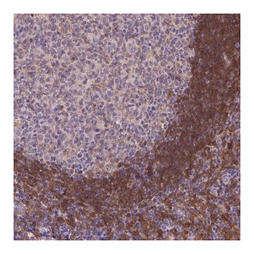 Merck Anti-FGD2 antibody produced in rabbit