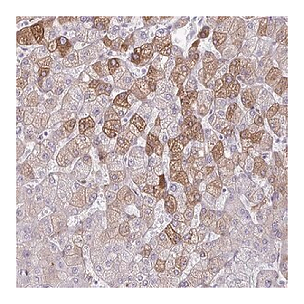 Merck Anti-LDLRAP1 antibody produced in rabbit