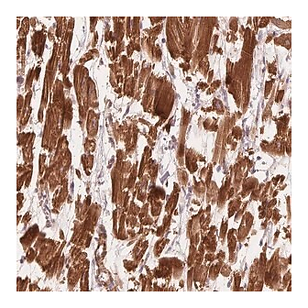 Merck Anti-CCDC112 antibody produced in rabbit