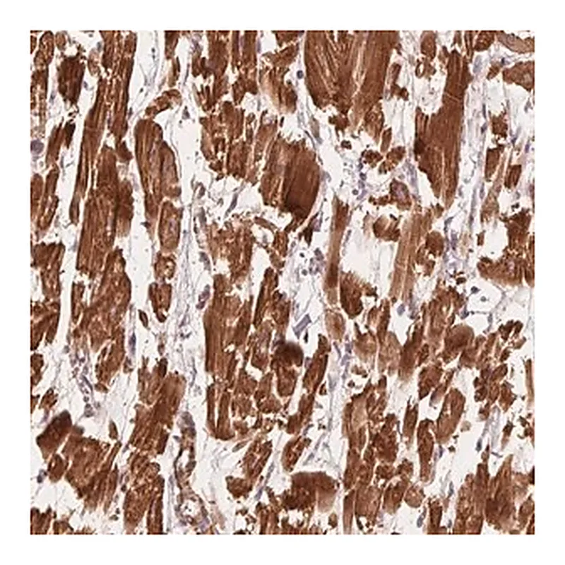 Merck Anti-CCDC112 antibody produced in rabbit
