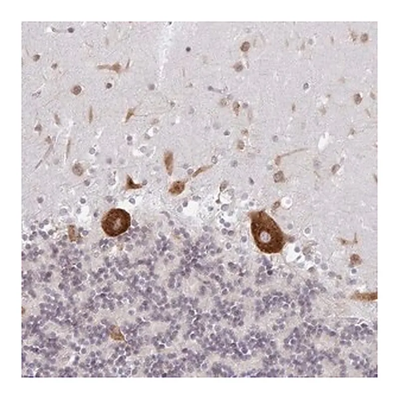 Merck Anti-LARP1 antibody produced in rabbit