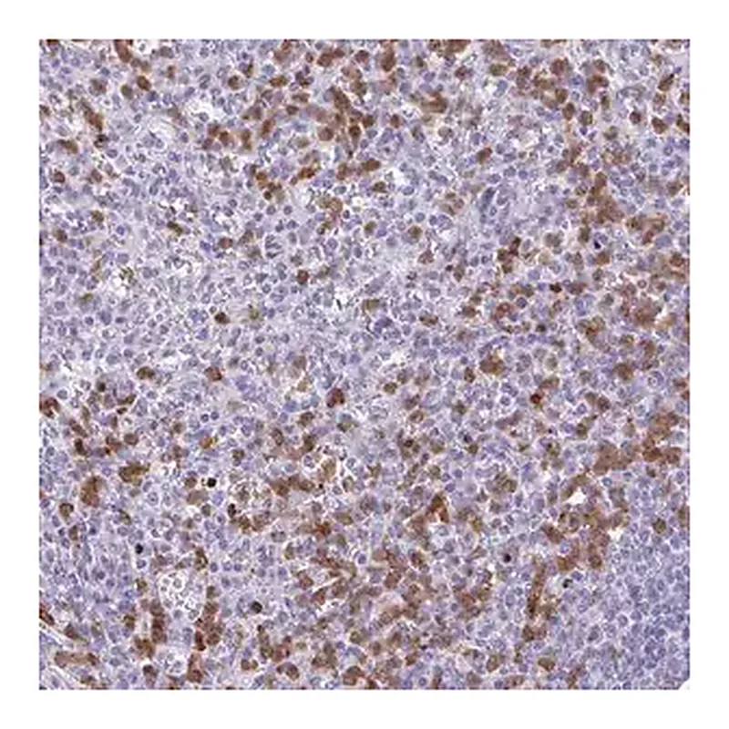 Merck Anti-CEP120 antibody produced in rabbit