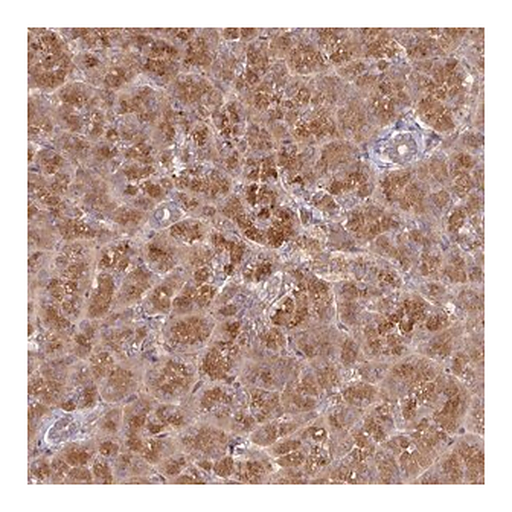 Merck Anti-CEP95 antibody produced in rabbit