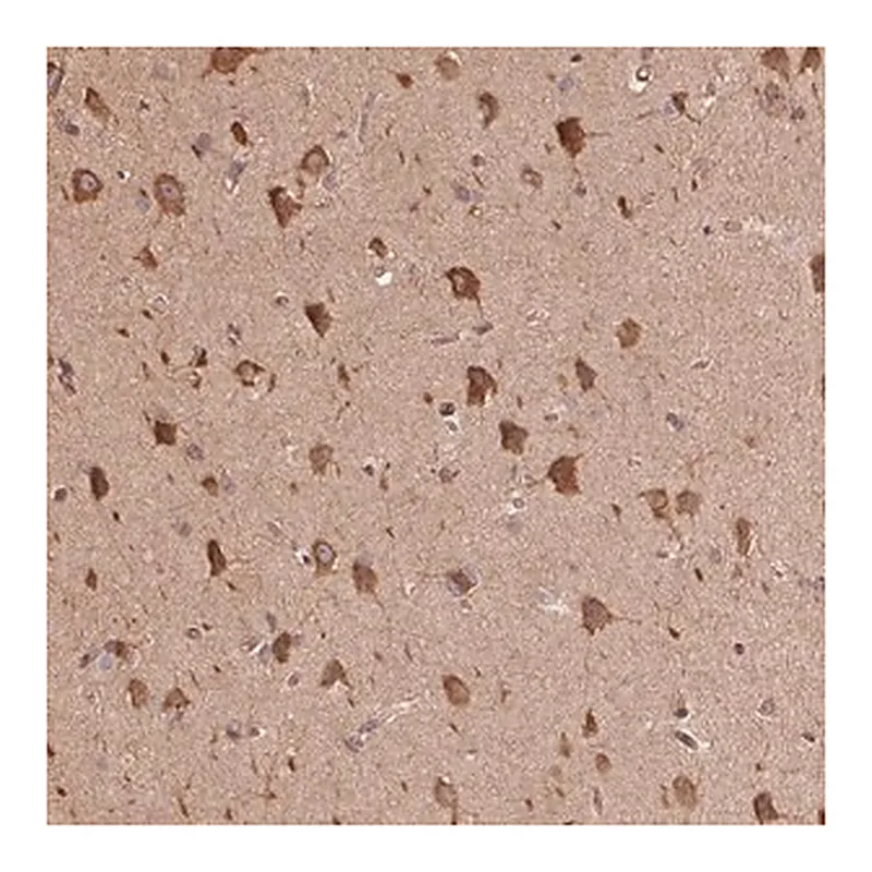 Merck Anti-C6orf163 antibody produced in rabbit