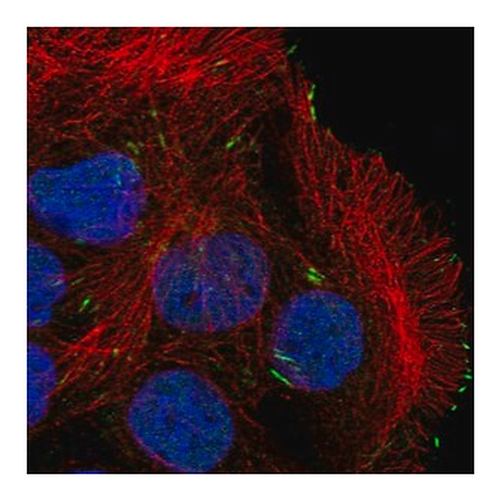 Merck Anti-CAPN12 antibody produced in rabbit