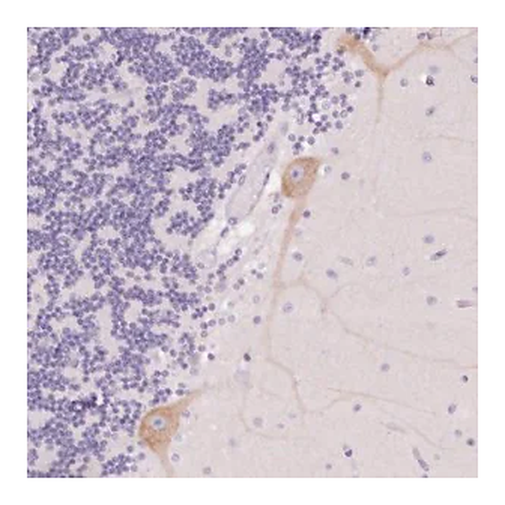 Merck Anti-PNLIPRP3 antibody produced in rabbit