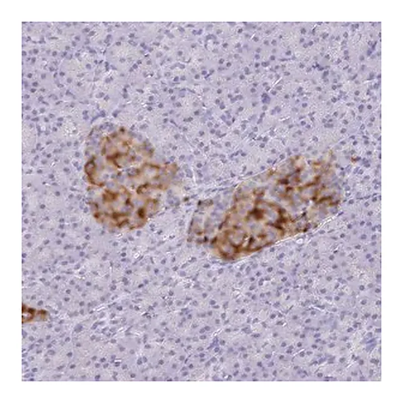 Merck Anti-SCG3 antibody produced in rabbit