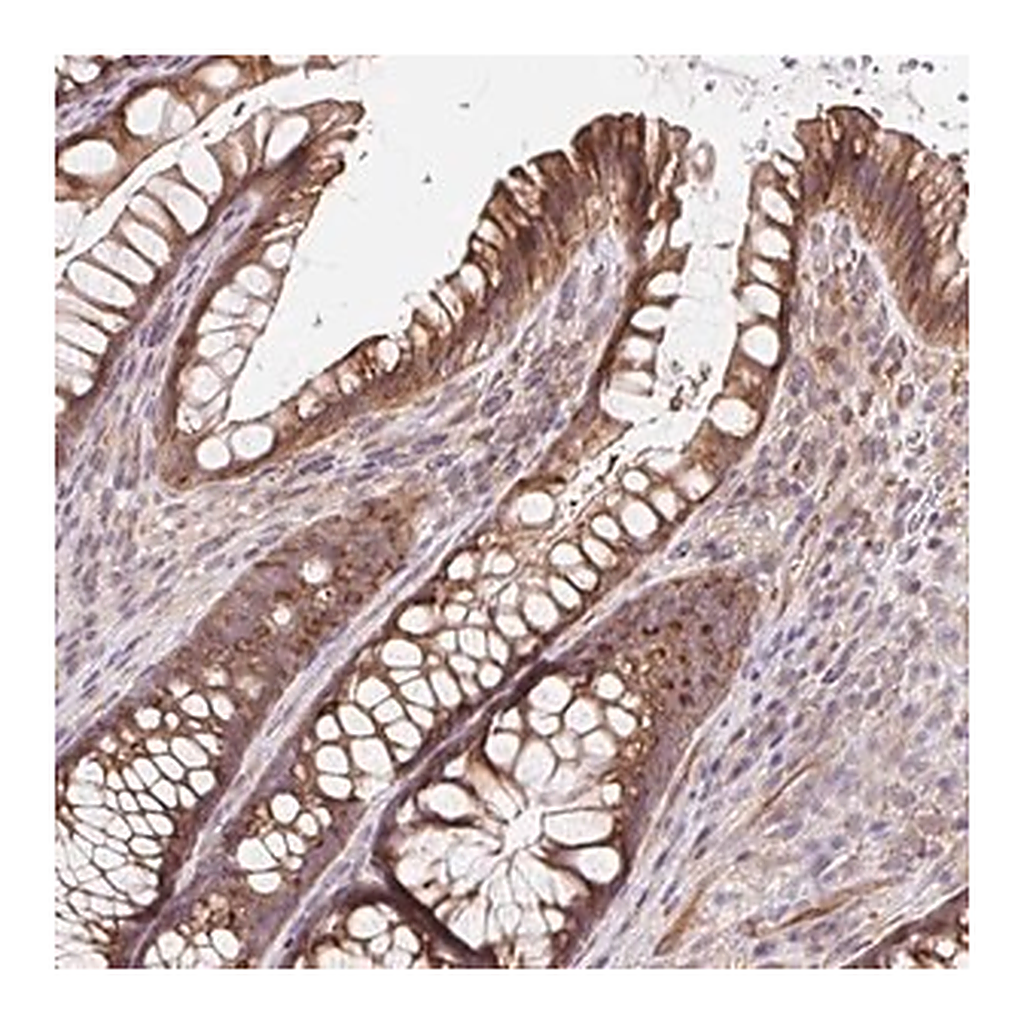 Merck Anti-LYPD5 antibody produced in rabbit