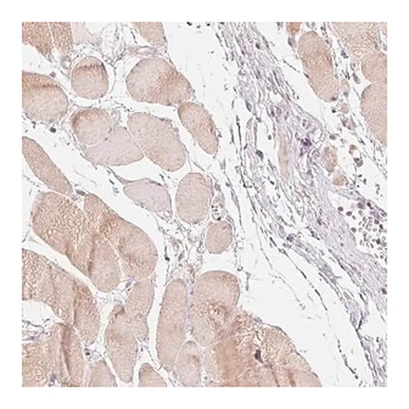Merck Anti-DENND2C antibody produced in rabbit
