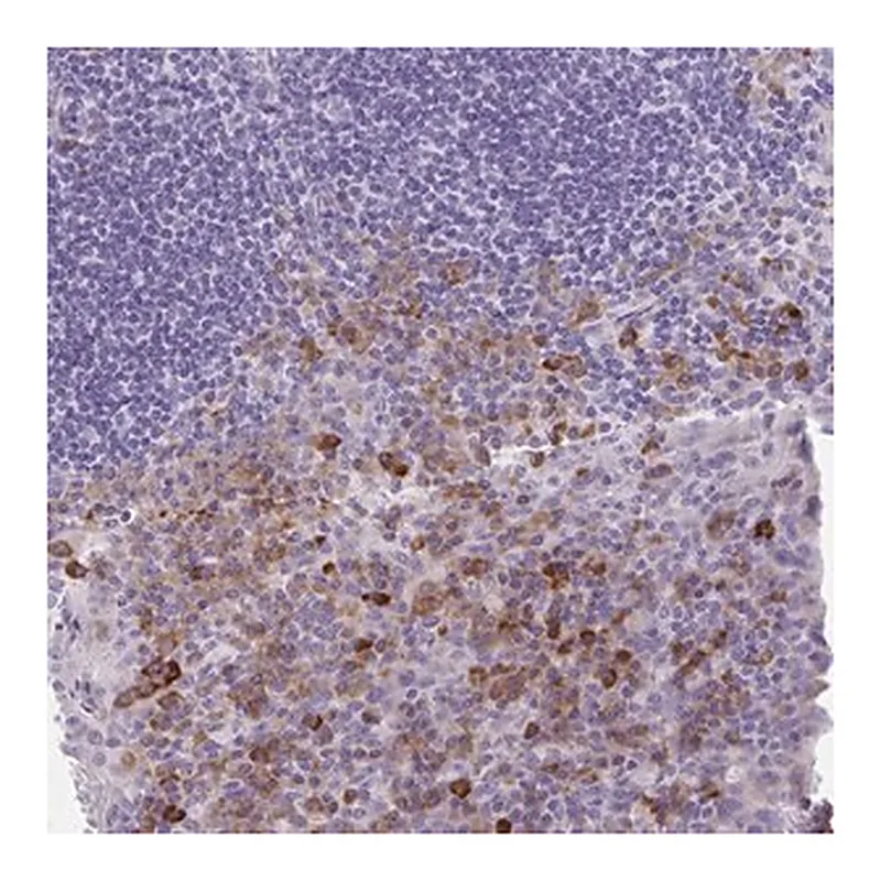 Merck Anti-FASLG antibody produced in rabbit