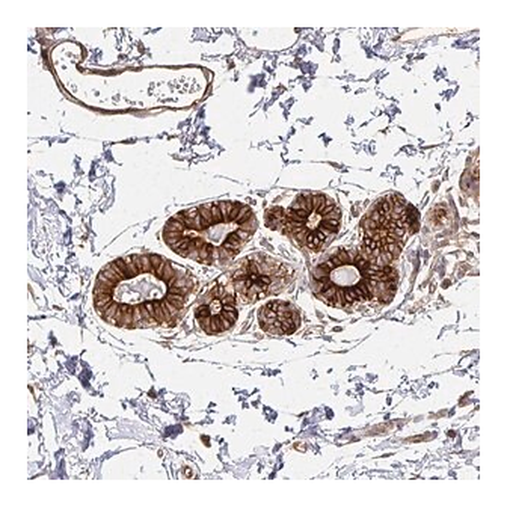 Merck Anti-ARHGAP35 antibody produced in rabbit