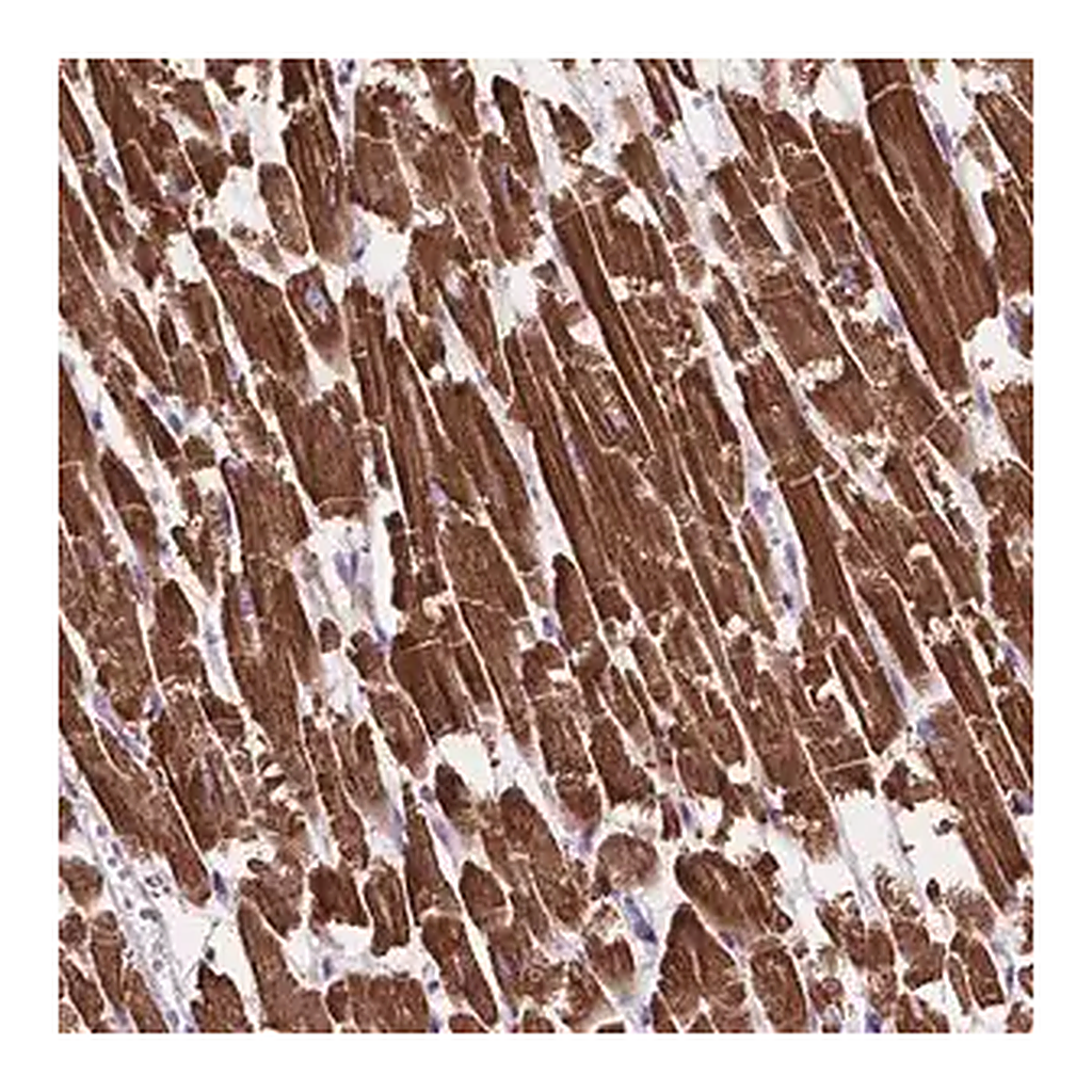 Merck Anti-MBTPS1 antibody produced in rabbit