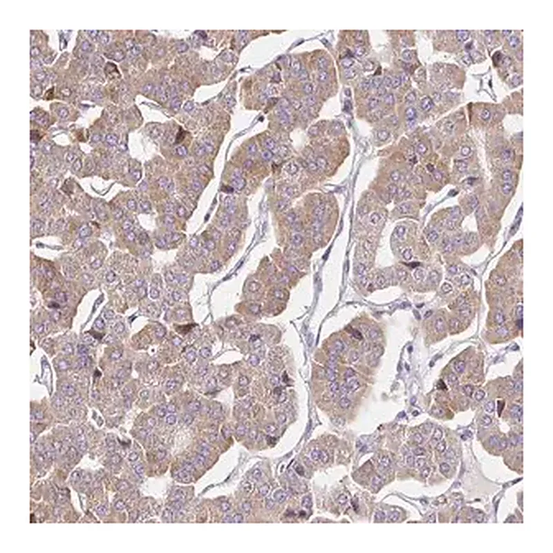 Merck Anti-GUCY1A3 antibody produced in rabbit