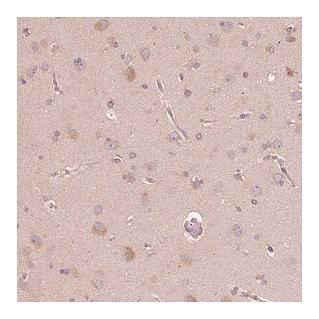 Merck Anti-CDIPT antibody produced in rabbit