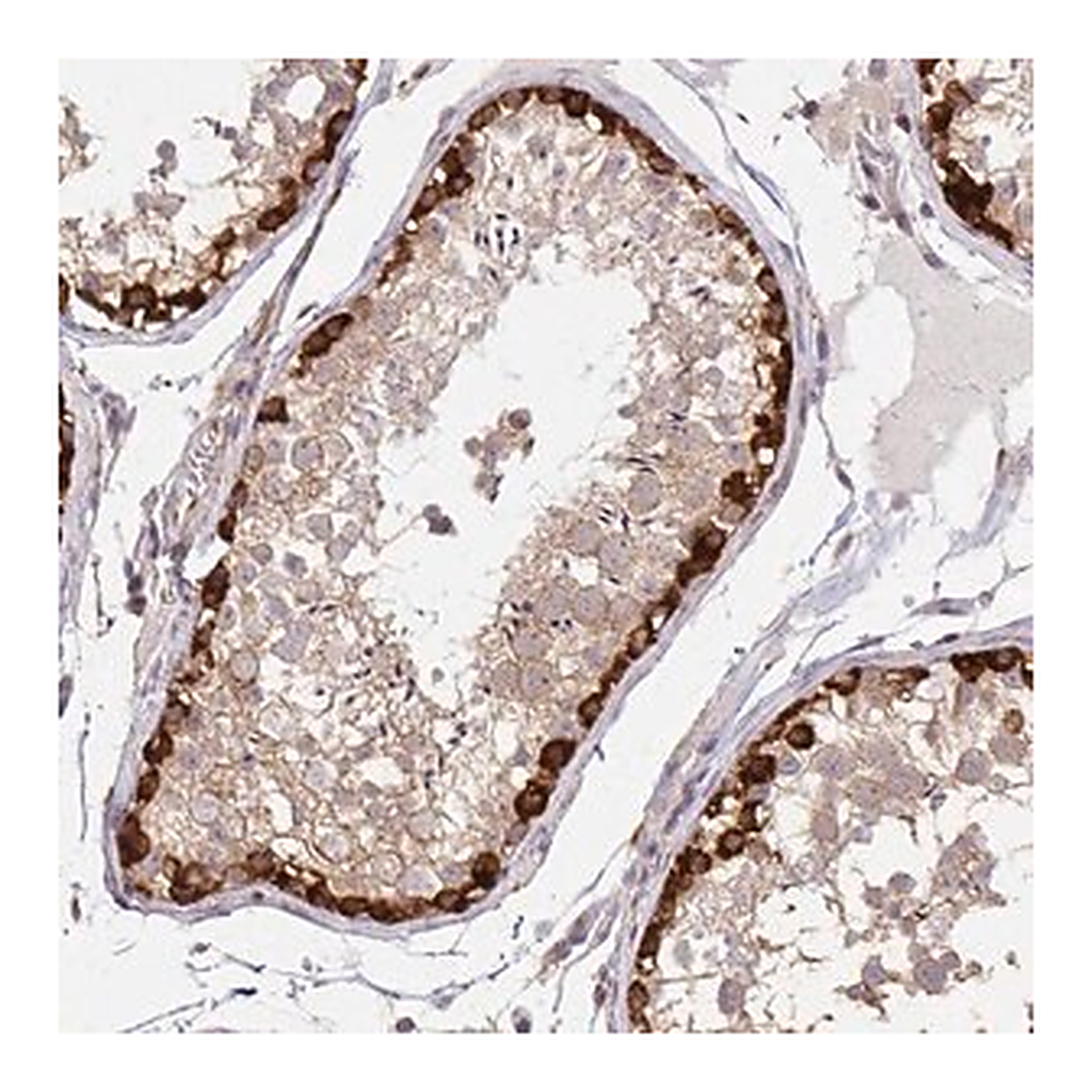Merck Anti-ARHGAP35 antibody produced in rabbit