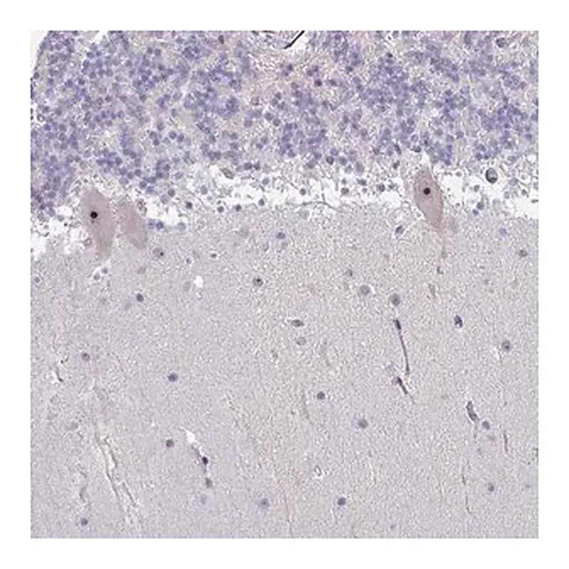 Merck Anti-MYC antibody produced in rabbit