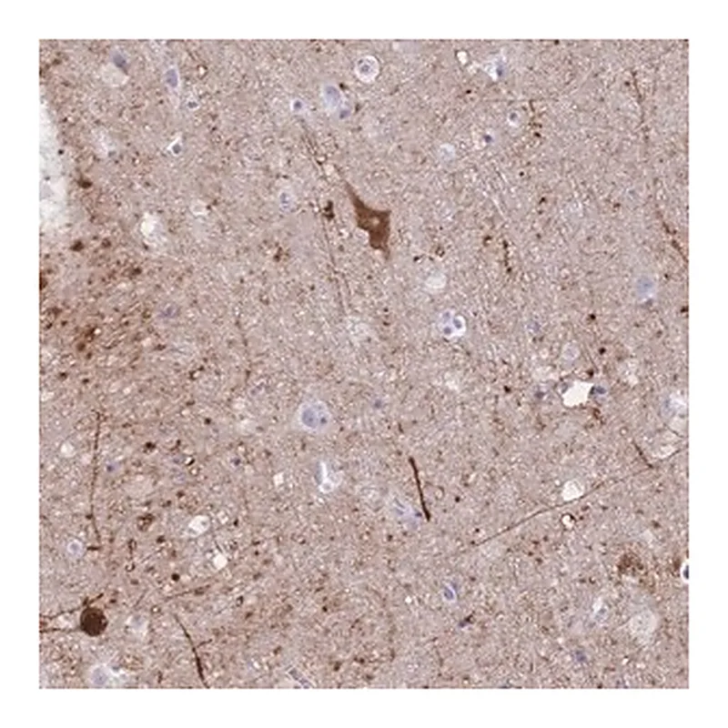 Merck Anti-GRB7 antibody produced in rabbit