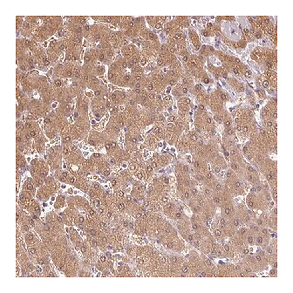 Merck Anti-DGUOK antibody produced in rabbit