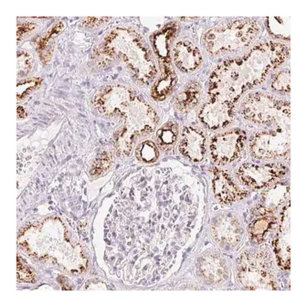 Merck Anti-SCPEP1 antibody produced in rabbit