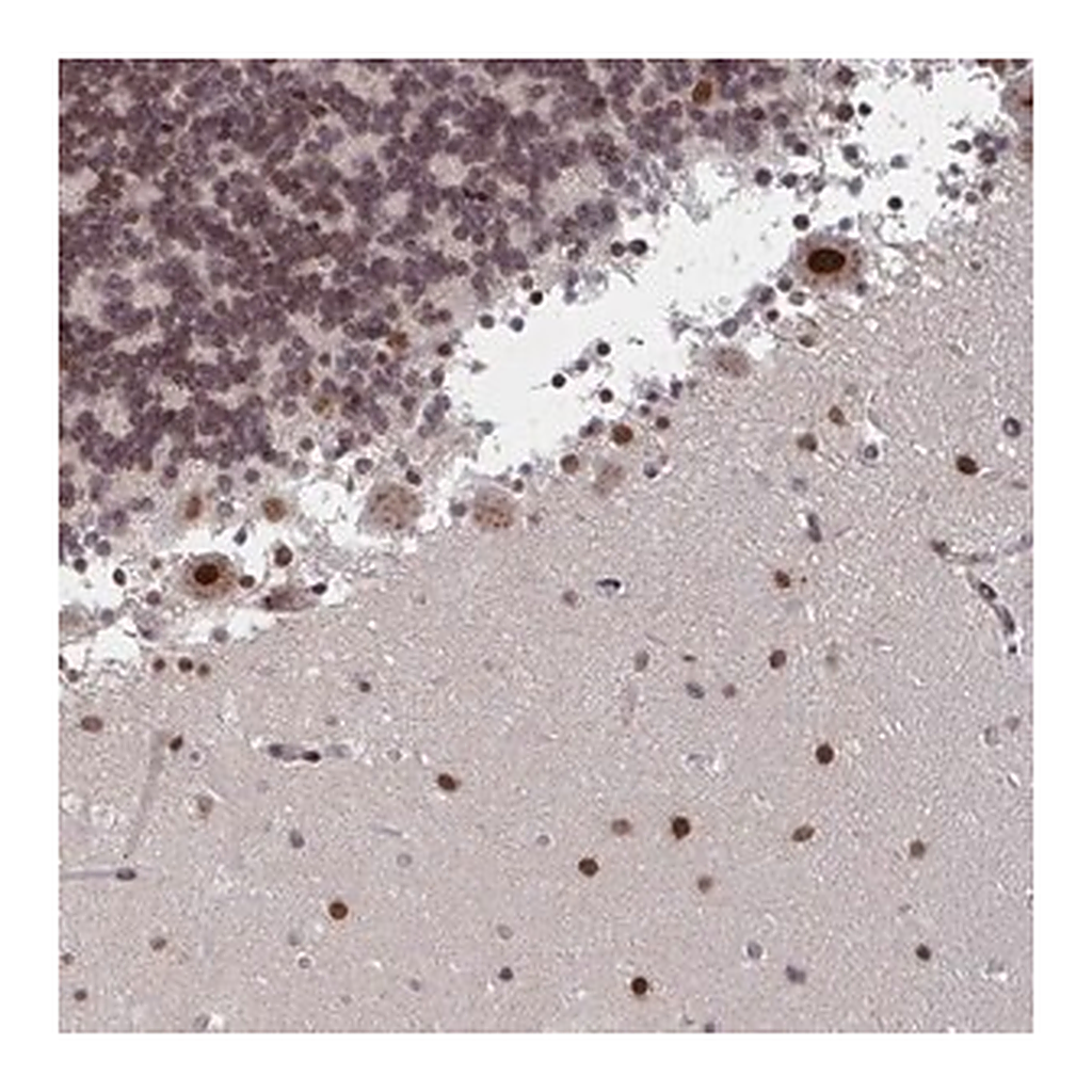 Merck Anti-RNF212 antibody produced in rabbit