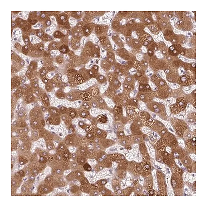 Merck Anti-ORM1 antibody produced in rabbit