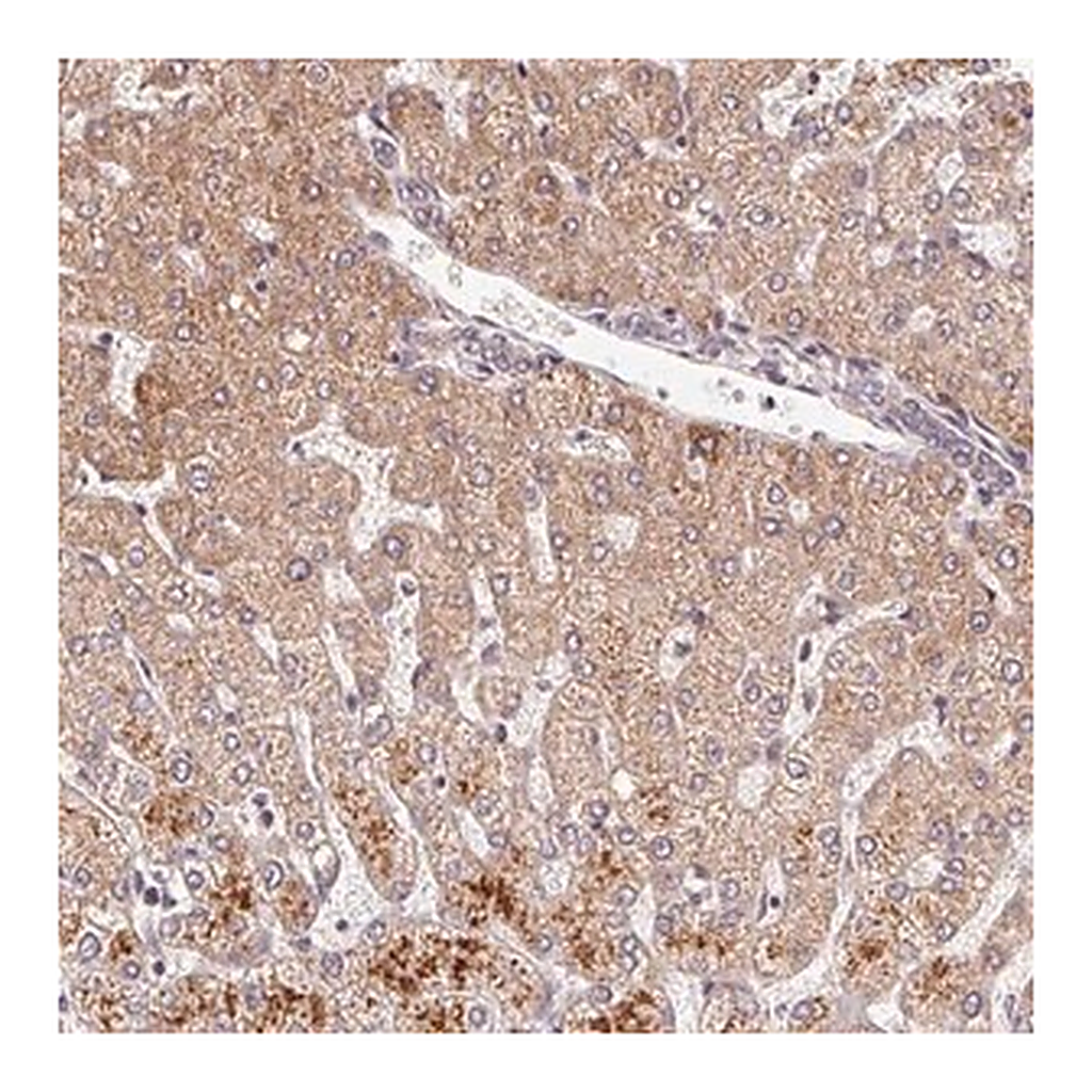Merck Anti-C6orf222 antibody produced in rabbit