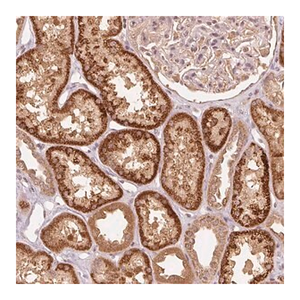 Merck Anti-C2orf73 antibody produced in rabbit
