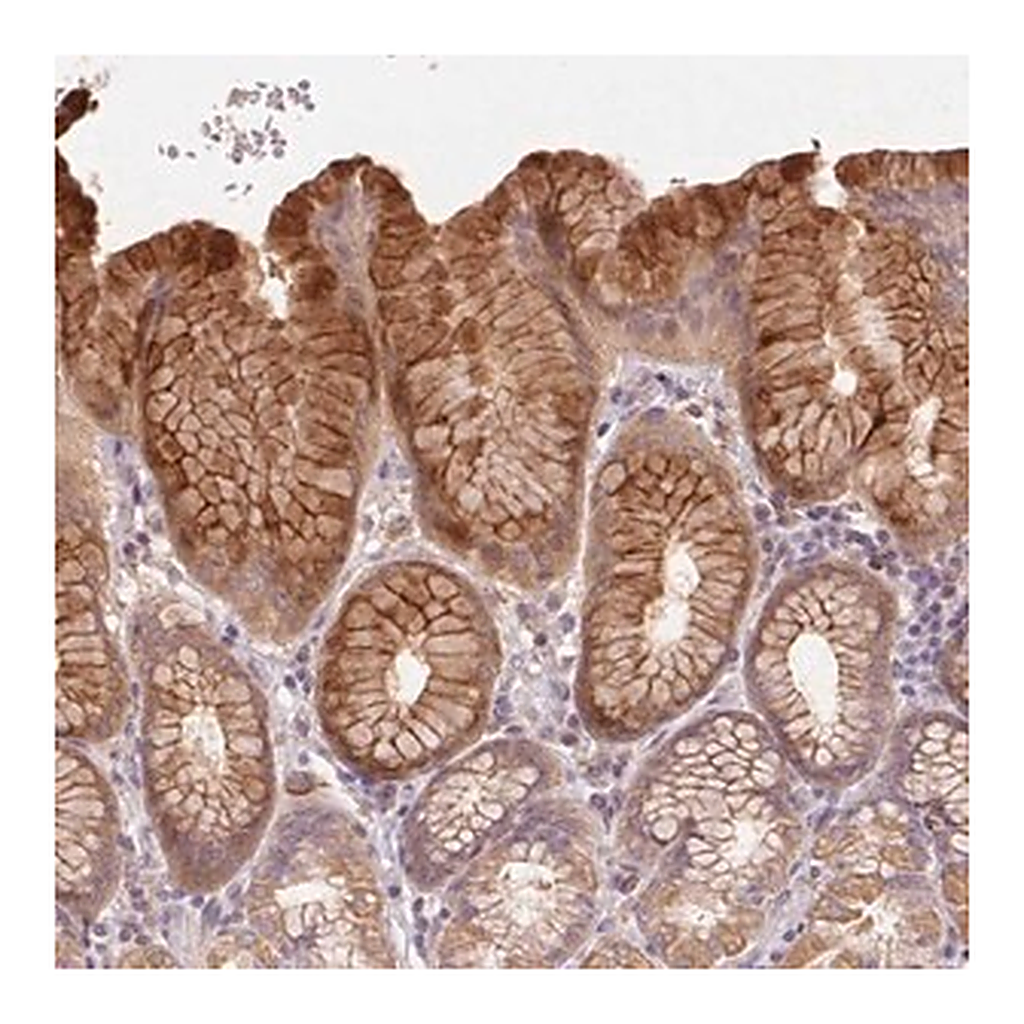 Merck Anti-REP15 antibody produced in rabbit