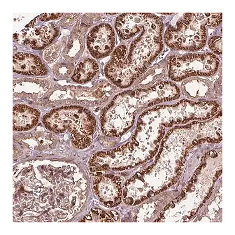 Merck Anti-CEP95 antibody produced in rabbit
