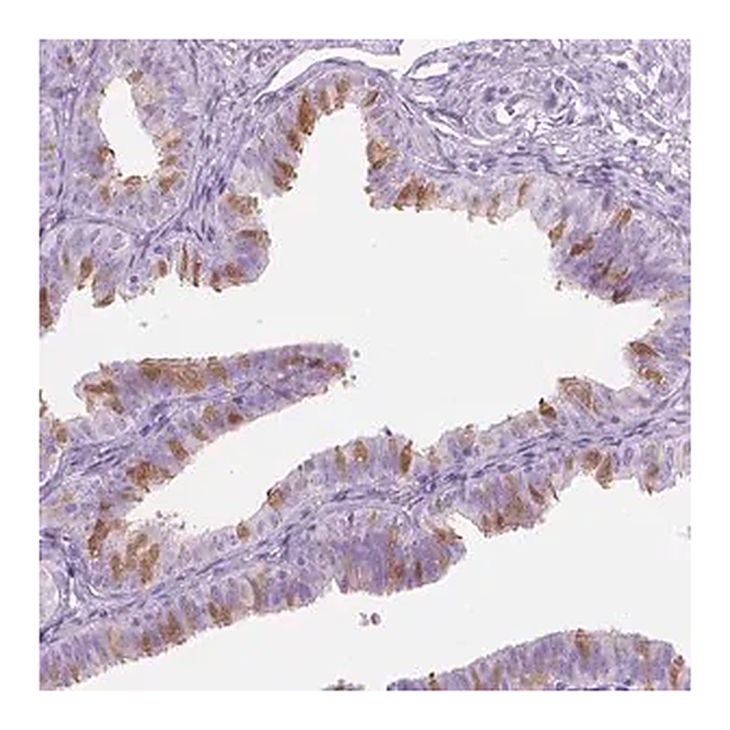 Merck Anti-TTC29 antibody produced in rabbit