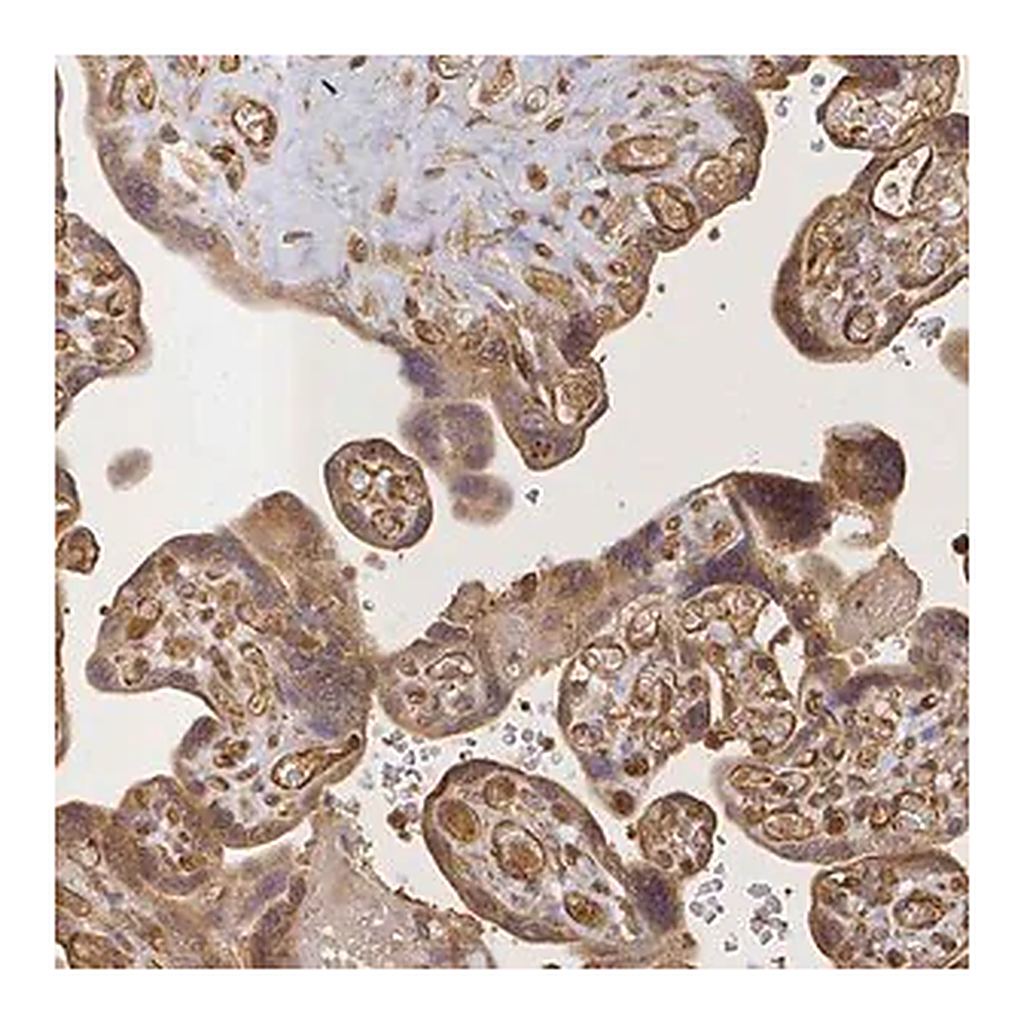 Merck Anti-CRH antibody produced in rabbit