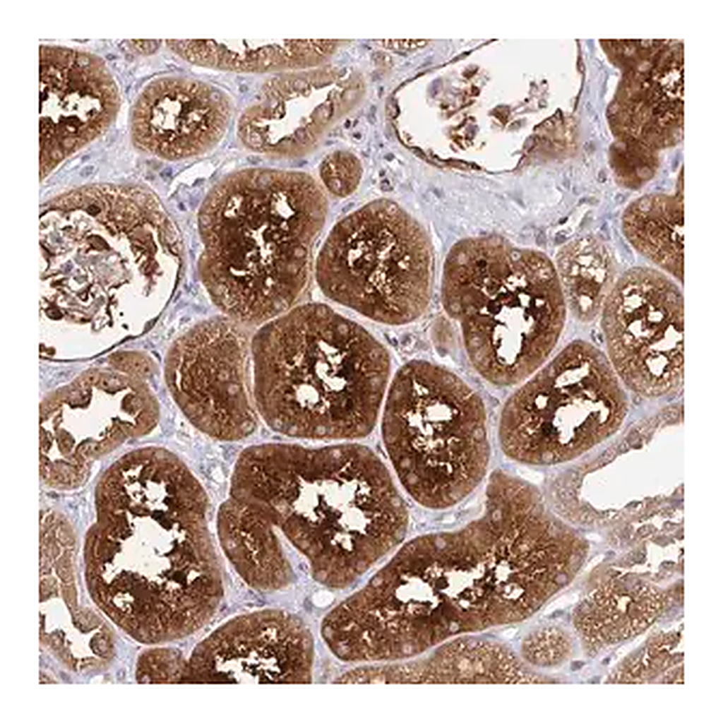 Merck Anti-LMO4 antibody produced in rabbit