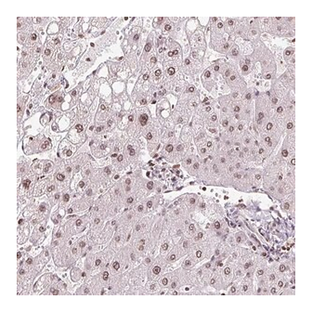 Merck Anti-RNF181 antibody produced in rabbit