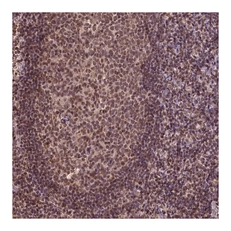 Merck Anti-CSTF2T antibody produced in rabbit